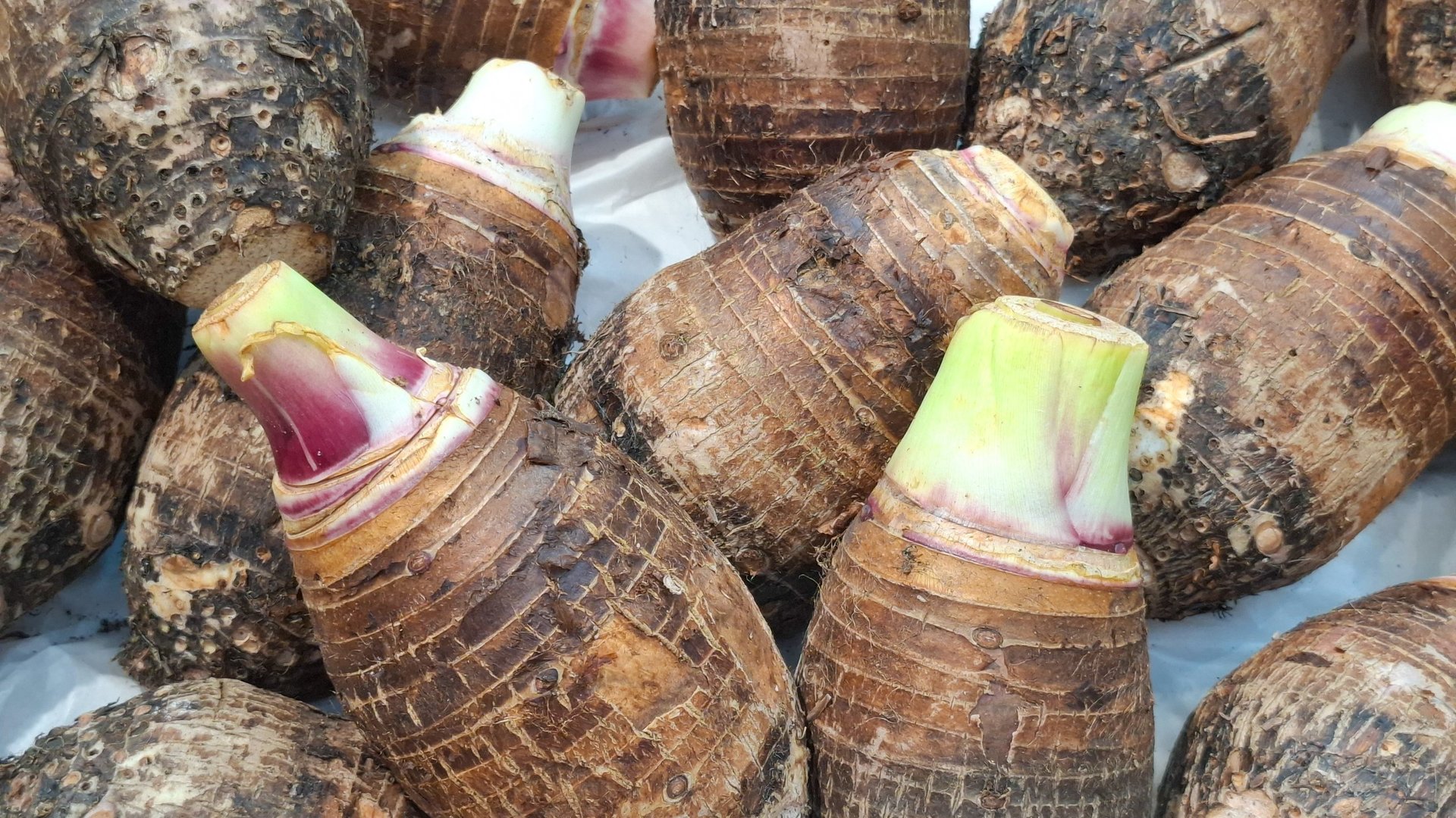 Fresh taro corms with stalks collected from organic farm close up view for agricultural and culinary concept
